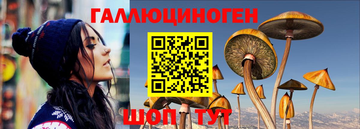 Псилоцибиновые грибы Psilocybine cubensis Советский