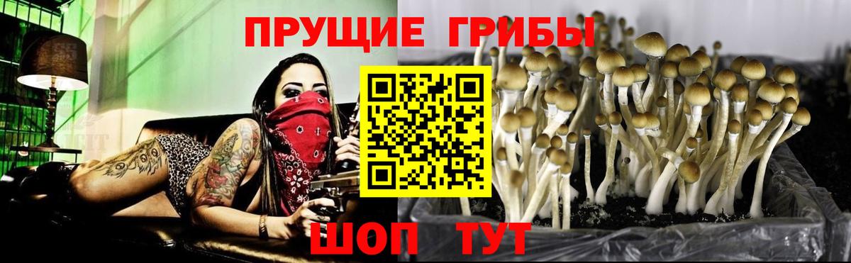 Псилоцибиновые грибы прущие грибы  Вход с VPN  Псилоцибиновые грибы Psilocybe  Советский 